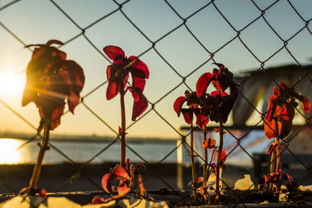 sunset flowers riverの写真素材