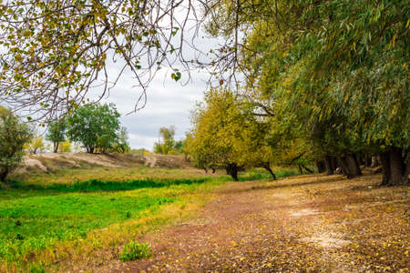 autumn fairy forest colorの写真素材