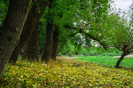 autumn fairy forest color