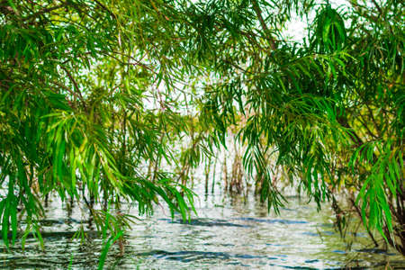 Cloudy autumn weather in russia the nature of the forest Kingdomの写真素材