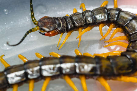 Centipede close-up macro photo of white background, isolatedの写真素材