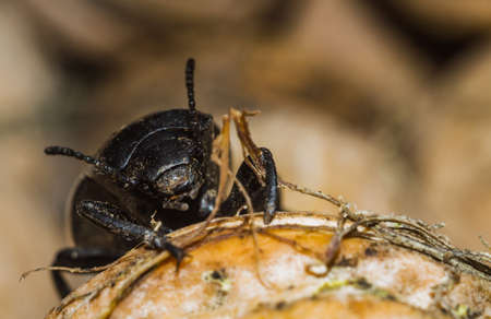 black beetle closeup on a walnut brown backgroundの写真素材