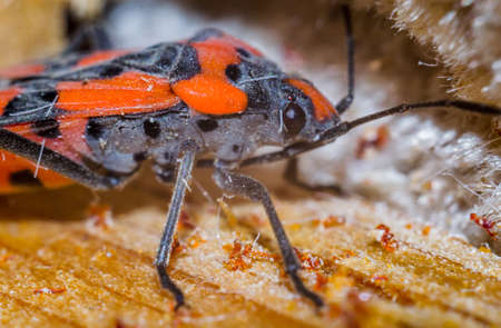 black beetle closeup on a walnut brown backgroundの写真素材