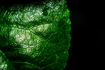 grass close-up water drops in the early morning dewの写真素材