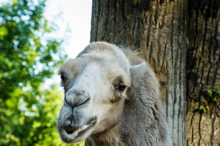 the head of a camel looks into the eyes of a zoo animalの写真素材