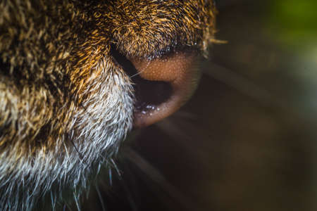 cats nose closeup wet nose macro photoの写真素材