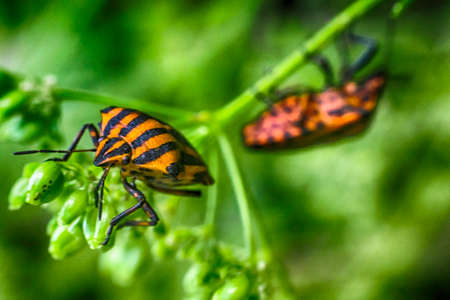 black beetle closeup on a walnut brown backgroundの写真素材