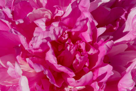 bright colorful flowers nature floral Paradise bright colorsの写真素材