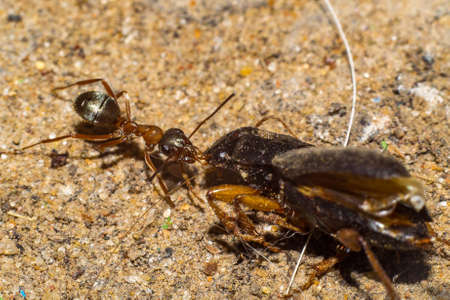 ant dragging beetle macro picture of a worker antの写真素材