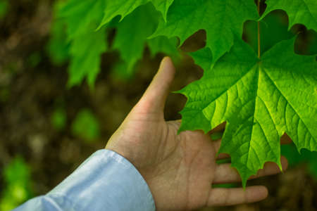 the human hand and leaf maple leaf greenの写真素材