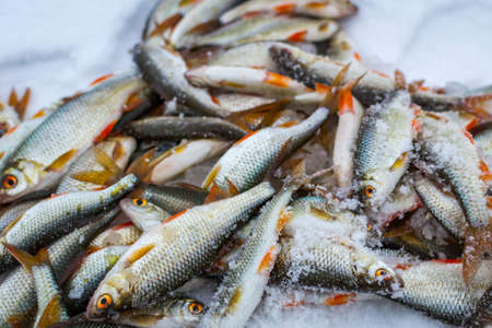 fresh raw fish fishing nature lake winter fishing