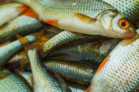 fresh raw fish fishing nature lake winter fishingの写真素材