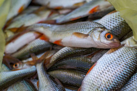 fresh raw fish fishing nature lake winter fishingの写真素材