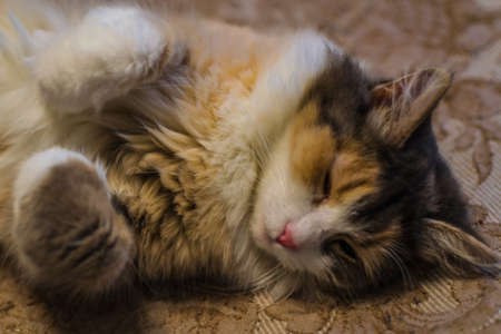 the cat is sleepingの写真素材