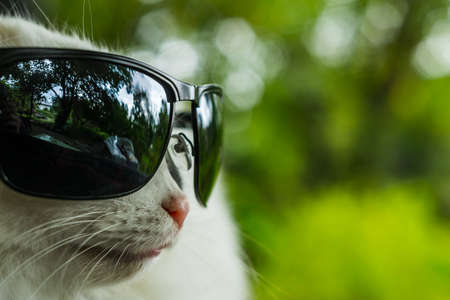 cat with glassesの写真素材