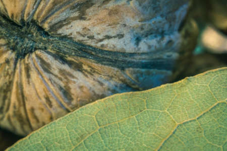 walnuts close-up health