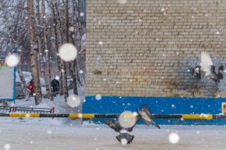 snow and trees and snow falls from the sky and the cityの写真素材