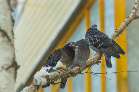 three pigeons on a branch in winter, winter city treeの写真素材