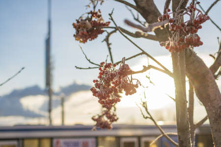 Rowan winter sky winter morning in the background treesの写真素材