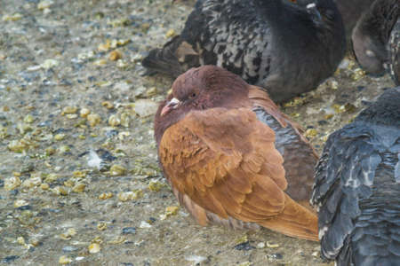 brown pigeon closeup of a cheerful bird in the cityの写真素材