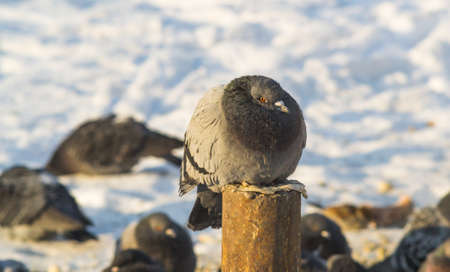 the king of the birds close up pigeon looks highの写真素材