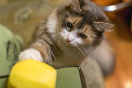 funny cat playing in the kitchen with potatoes funny kittenの写真素材