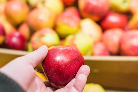 red apples on the market selection of apples for juiceの写真素材