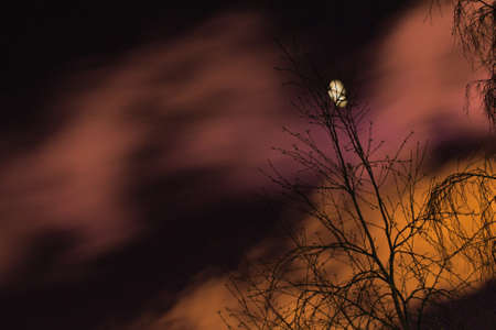 Moon between trees on a purple sky beautiful cloudsの写真素材