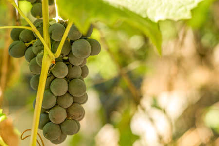 black grapes in the garden grapes for wineの写真素材