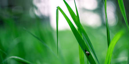 snail on grass macro picture of a little snail crawling upの写真素材
