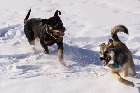 dog in the snow