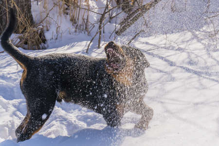 dog in the snowの写真素材