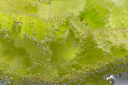 fresh celery waterの写真素材