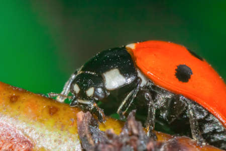 ladybug close up macroの写真素材