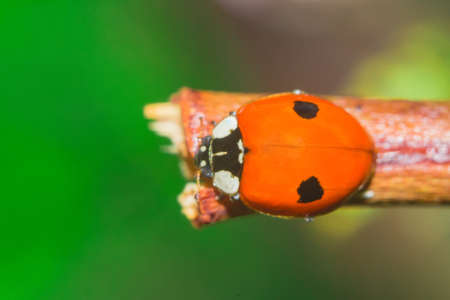 ladybug close up macroの写真素材