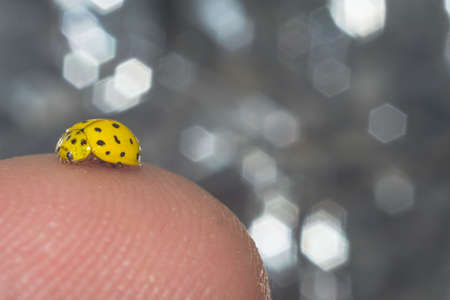 ladybug close up macroの写真素材