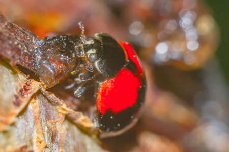 ladybug close up macroの写真素材