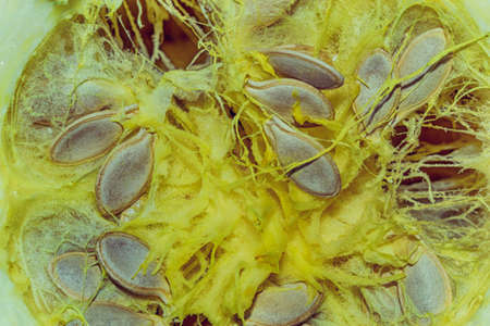 seeds of the zucchiniの写真素材