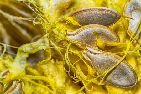 seeds of the zucchiniの写真素材