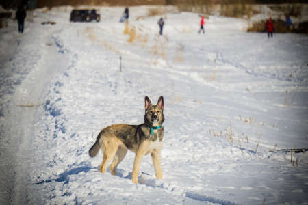 Walk dogs on snow Siberia spring city Tyumenの写真素材