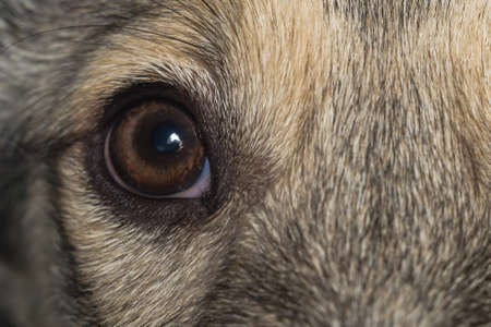 dog's eyes closeup macro photo of dogの写真素材
