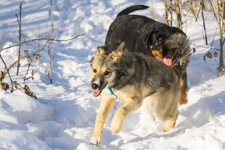 walk dogs on snow Siberia spring city Tyumenの写真素材