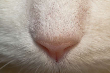 nose of white cats macro photo close-up of the Siberian catの写真素材