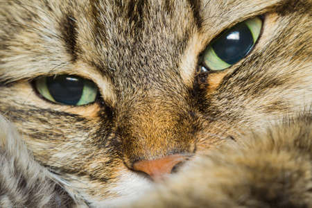 portrait of a cat with three colors Siberian cat close-up photo