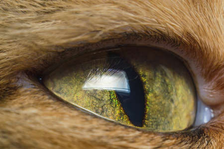 eye cats closeupの写真素材