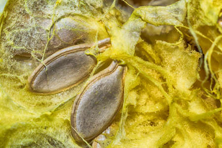 zucchini seeds close-up macro photo HDR processingの写真素材