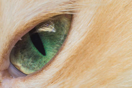 cat eyes macro photo of green eyes looking into the distanceの写真素材