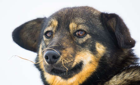 portrait of a sad dog outdoors to a stray dog