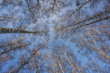 look at the trees up at the blue sky, the tops of the birch treesの写真素材