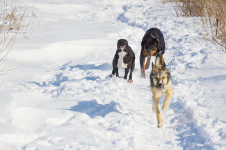 dog fight in winter walk on lake Russia Siberiaの写真素材